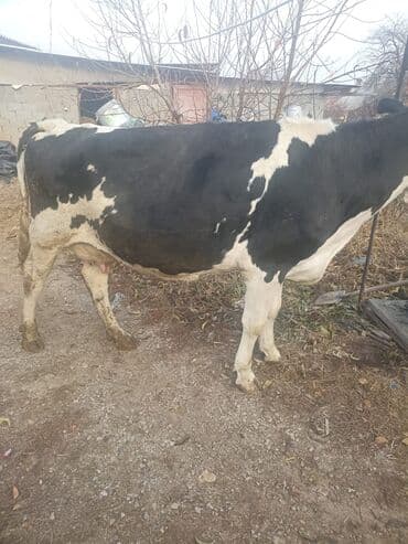 куплю домашнее животное: Продаю | Корова (самка) | Голштин | Для разведения | Привязанные — 1