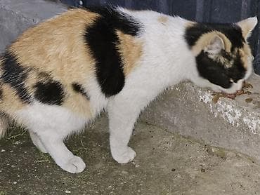 лапа: Кошка даром: Беспородная, Девочка — 1