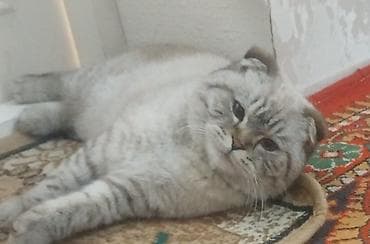 кошка каракол: Шотландская вислоухая кошка (Scottish Fold) - Окрас: сил- или — 2