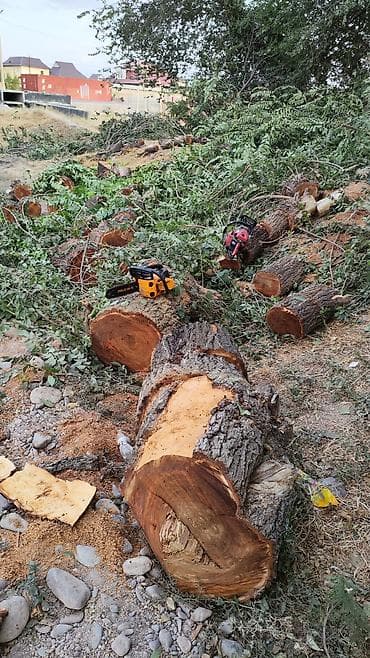 жангак бишкек: Спил Деревьев Удаление деревьев, - Профессиональная валка деревьев — 4