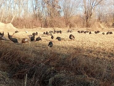 купить кошку бишкек: Продаю | Индюк (самец) | Для разведения | Племенные — 8