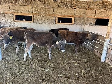 обмен на крс: Продаю | Бык (самец) | Полукровка | На откорм — 1