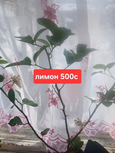 теплица цветы бишкек: Продается молодой лимон с плодами,подходит для наших климатических — 2