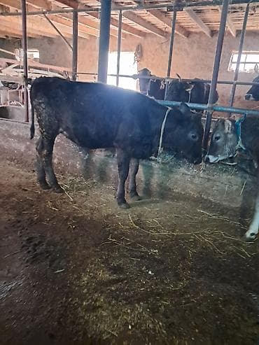 белые кролики: Продаю | Бык (самец) | На откорм | Привязанные — 5