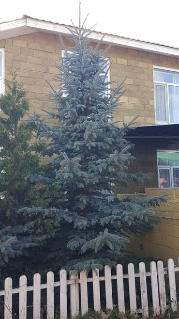 облепиха саженцы: Саженцы деревьев: Ели, Самовывоз — 5