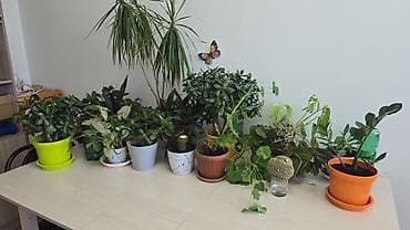 Продаю свои цветы в одни руки