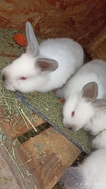 Продаю | Крольчата | Калифорнийская | Для разведения