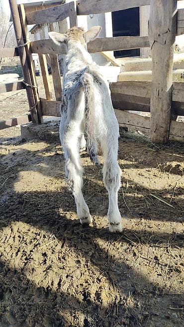 сколько стоит арабская лошадь: Продаю | Корова (самка) | Для разведения | Привязанные — 10