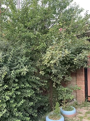 в аренду сто: Дом с закрытым двором и навесом - Въездные распашные ворота из — 3