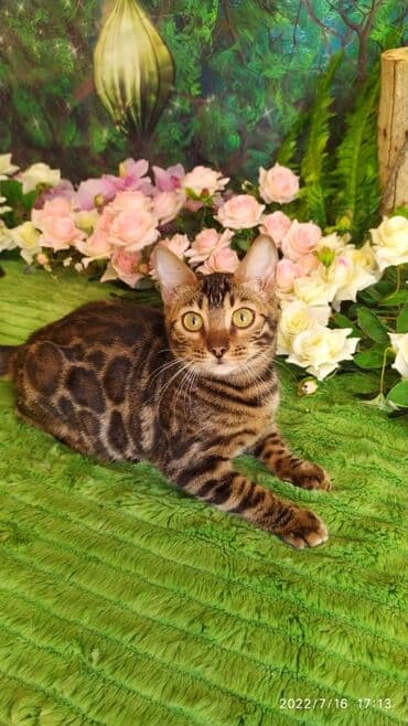 новорожденные котята: Красивейшие бенгальские котята. большие четкие розетки .контрастный — 14