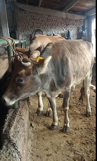 лошадь самка: Продаю | Корова (самка) | Полукровка | На забой | Привязанные — 3