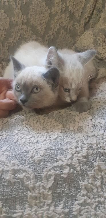 кошка маленкий: Отдам котят в добрые руки, мальчик и девочка — 4