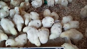 Продаю | Цыплята | Бройлерная