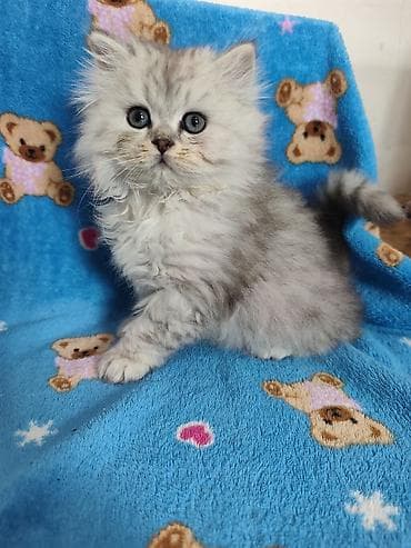 где можно купить кошку: Скотиш Страйт (Шотландская прямоухая), 2 месяца, Мальчик, Серебристая шиншилла — 2