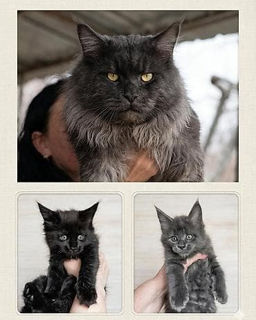 котёнки ош: Спешите забронировать шикарных котят породы мейн-кун от шикарного папы — 1