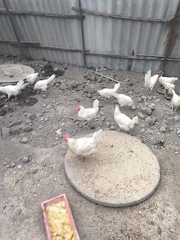 Продаю | Куры | Леггорн | Несушки