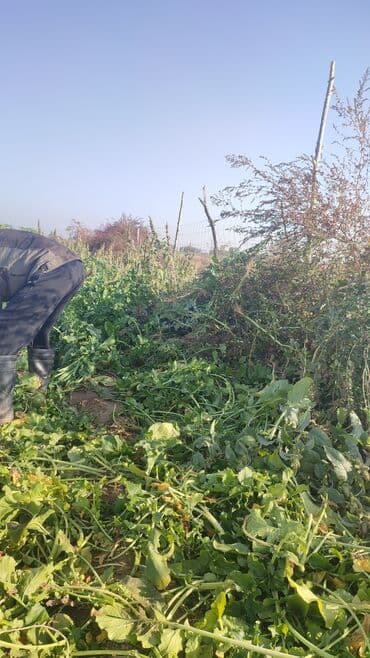 помидоры домашние: Продаю редьку — 2