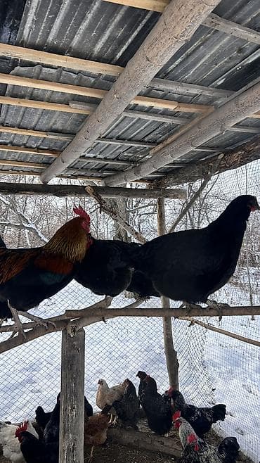 куры гриз бар: Продаю | Петух | Для разведения — 5