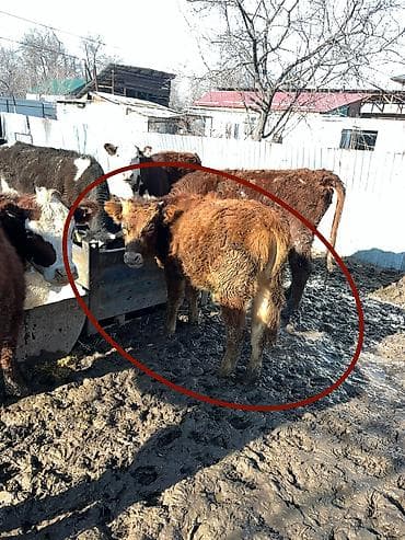 Грызуны: Продаю | Бык (самец) | На откорм, Для разведения — 8