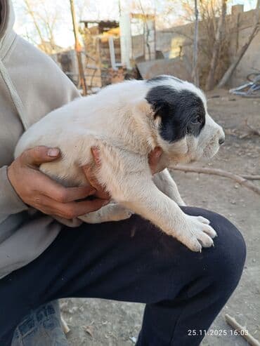 купить охотничью собаку дратхаар: Готовятся к продаже щенки алабая.родились 1 ноября.мальчики и — 9