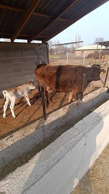скот быки: Продаю | Корова (самка) | Полукровка | Для молока | После отела — 1