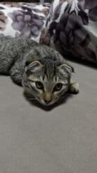шотландская короткошерстная кошка: Скотиш Фолд (Шотландская вислоухая), 6 месяцев, Мальчик, Приучена к лотку — 9