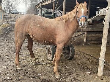 арабский жеребец купить: Продаю | Кобыла (самка) | Дончак | Для разведения | Племенные — 3