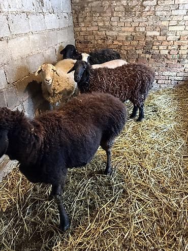 куплю баранов живым весом: Продаю | Овца (самка) | На забой, Для разведения | Котные, Кастрированные, Матка — 3