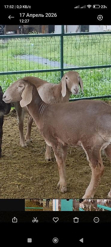 рыбы в кыргызстане: Продаю | Ягненок | На забой, Для разведения | Племенные — 1