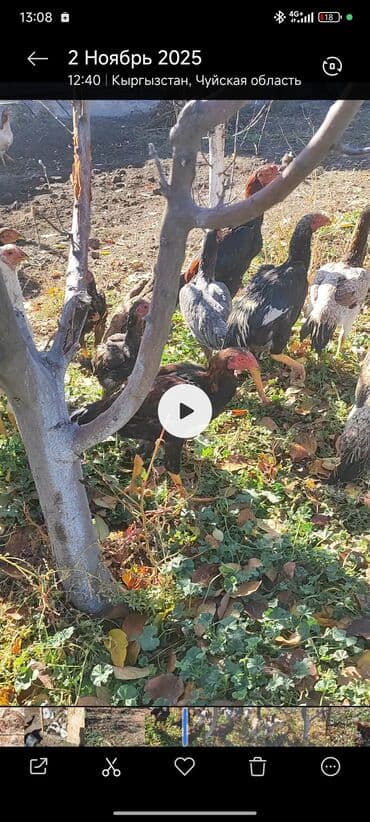 в связи с переездом отдам попугая жако в добрые руки: Продаю | Куры | Бойцовая | Для разведения — 6