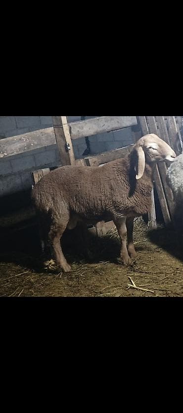 Продаю | Баран (самец) | Арашан | Для разведения | Племенные