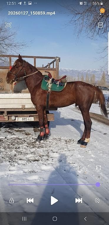 Услуги ветеринара: Продаю | Жеребец | Племенные — 9