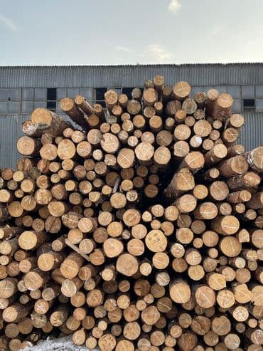 толстолоб оптом: Лес Кругляк Сосна Карачай продаю оптом и в розницу дешево доставка в — 2
