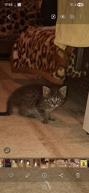 котята сибирской кошки купить: Отдам котят в хорошие руки.Котята домашние, ласковые и игривые — 1