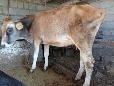 племенные коровы молочные купить: Продаю | Музоо, торпок | На откорм | Нетель — 3