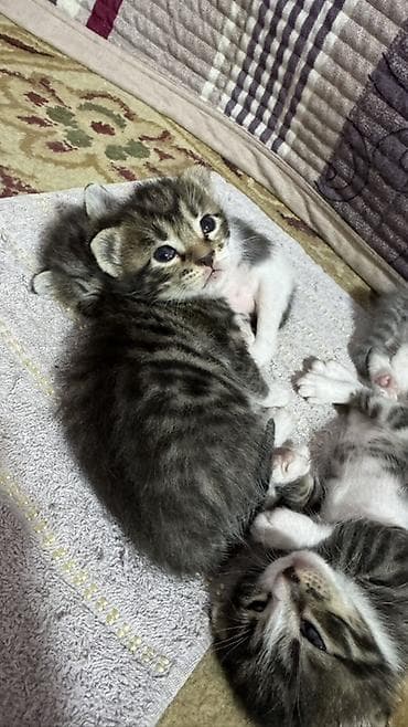 d cat: Котята - Возраст: совсем малыши (на фото видно, что еще недавно — 4