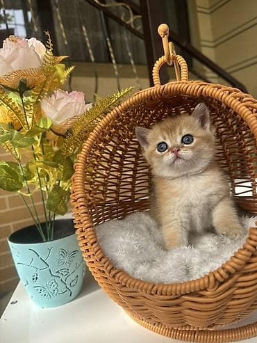 кошка шотланка: Скотиш Страйт (Шотландская прямоухая), 1 месяц, Девочка, Золотая шиншилла, Приучена к лотку, Проглистована, С документами — 6