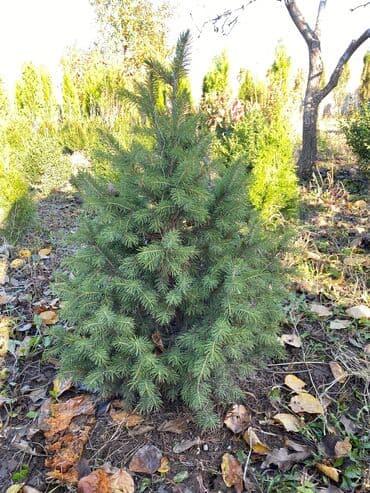 садовые столы и стулья: Саженцы деревьев: Туи, Платная доставка — 3