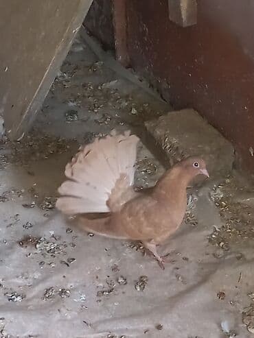 корм для форел: Декоративные голуби породы «павлиний голубь». - Окрас: редкие — 3