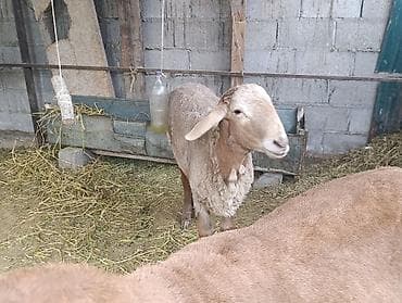 кошки домашние: Продаю | Овца (самка) | Для разведения | Осеменитель — 5