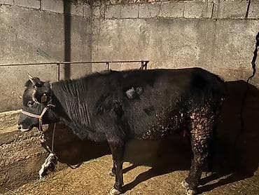 собака мальтипу цена: Продаю | Корова (самка) | Для молока | Привязанные — 1