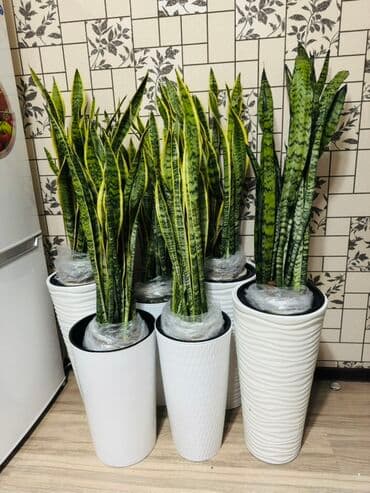 где купить водоросли для аквариума: Сансевьера (сансевиерия, «тещин язык») в горшках - Сорта с — 1
