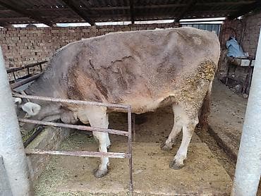 куплю собаку лабрадор: Продаю | Корова (самка), Бык (самец) | На откорм | Привязанные — 2