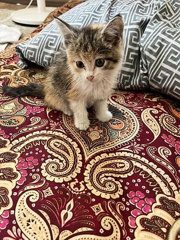 scottish fold: Кошка даром: Беспородная, 2 месяца, Девочка, Приучена к лотку — 3