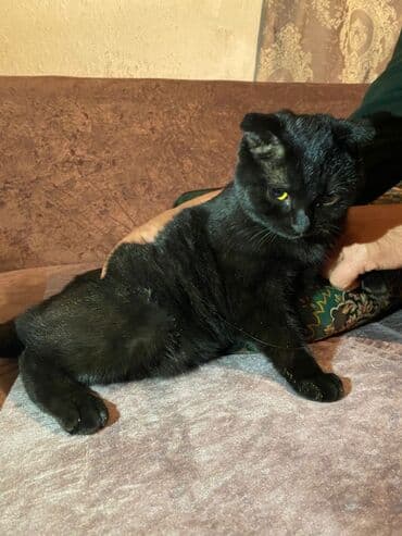 Скотиш Фолд (Шотландская вислоухая), 7 месяцев, Девочка, Черный
