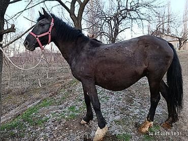 уй сотилади ош: Продаю | Кобыла (самка) | Дончак, Кара Жорго | Для разведения, Для молока, Конный спорт — 8