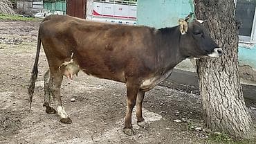 продать цыплят брамы: Продаю | Корова (самка) | Швицкая | На откорм — 10