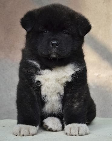 щенки акита ину: 2 месяца, Самка, С прививкой, С родословной — 2