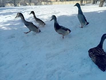 узи для животных цена: Индийские бегуны (домашние утки, яичная порода) несутся яйца зелёные — 3