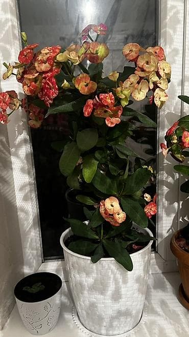 цветок молочай трехгранный: Молочай Милла (Euphorbia milii), комнатный цветок в горшке. - Богатое — 2